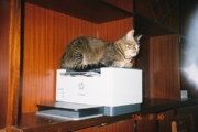How to Choose Everyday Pet Essentials for Your Home