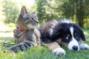 Pet Safety Tips Every Owner Should Keep in Mind